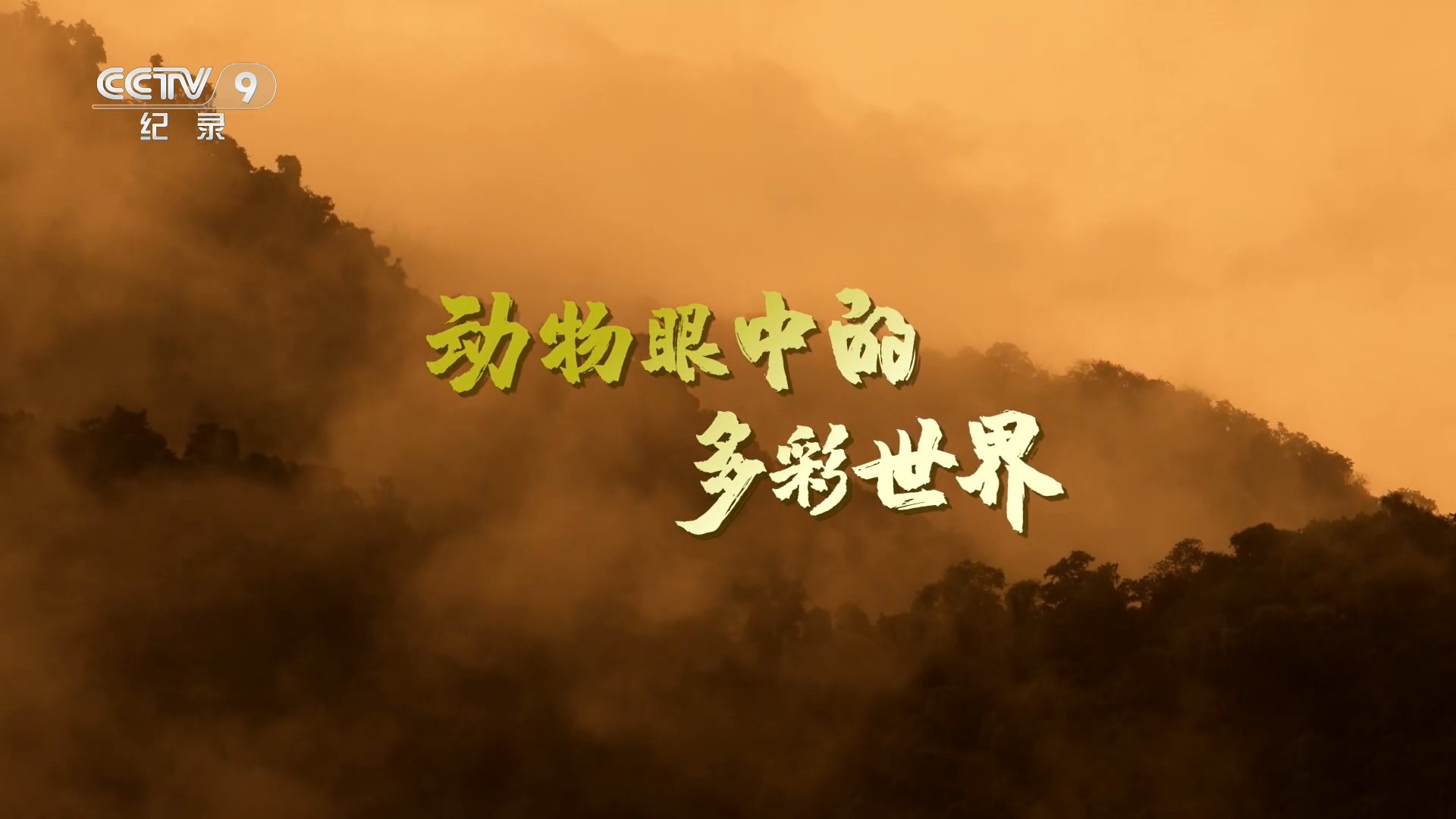 动物眼中的多彩世界