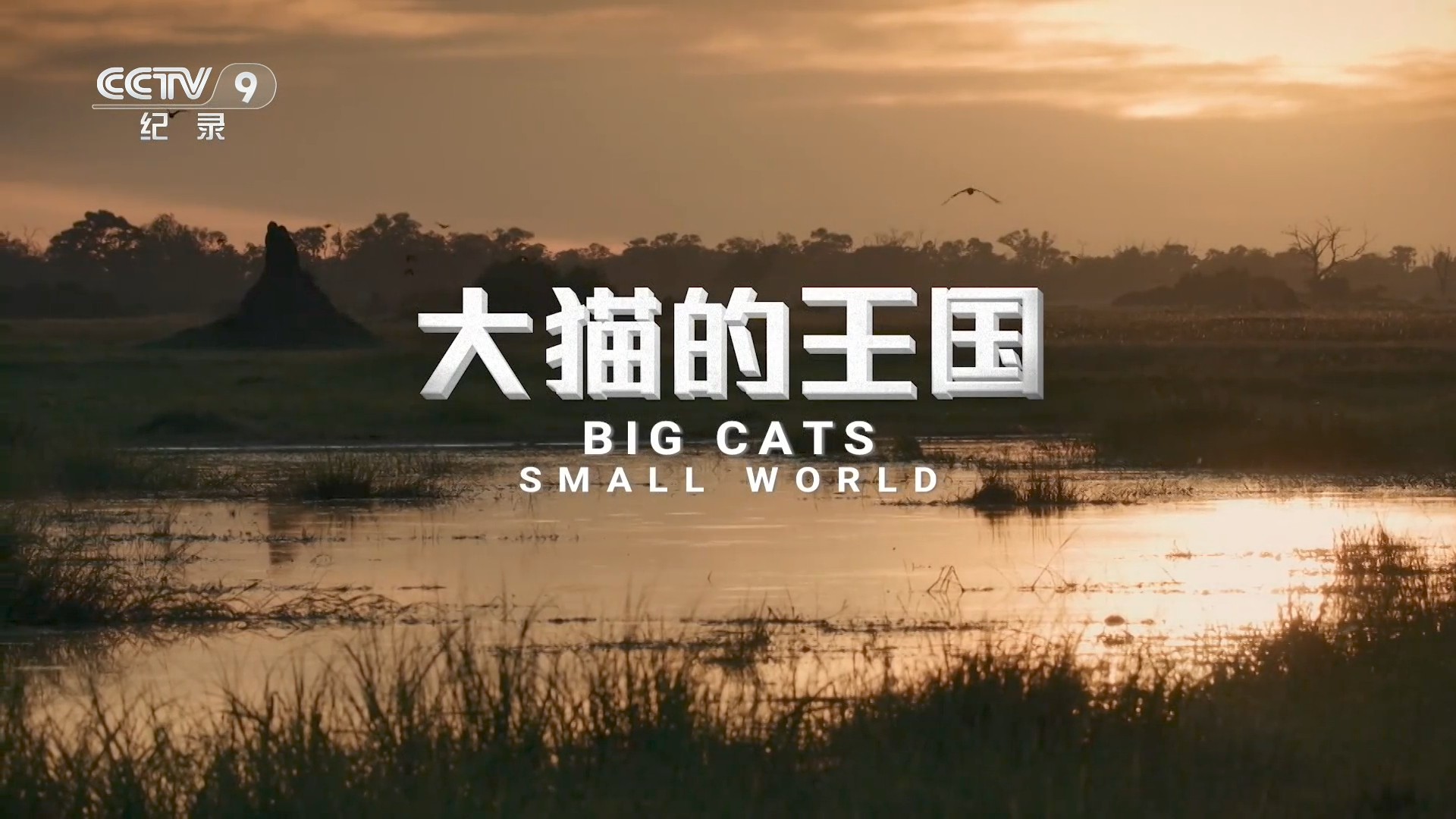 大猫的王国