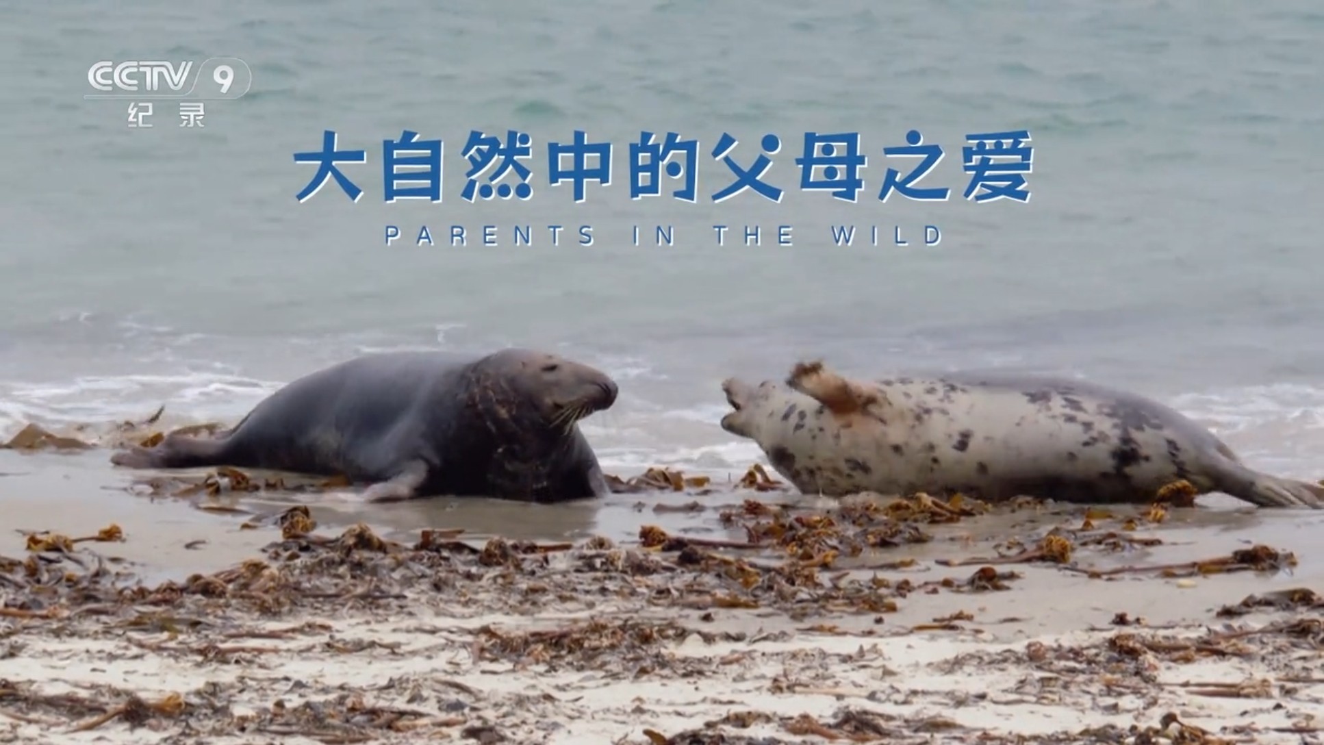 大自然中的父母之爱