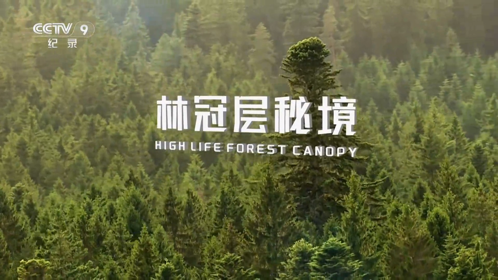 林冠层秘境