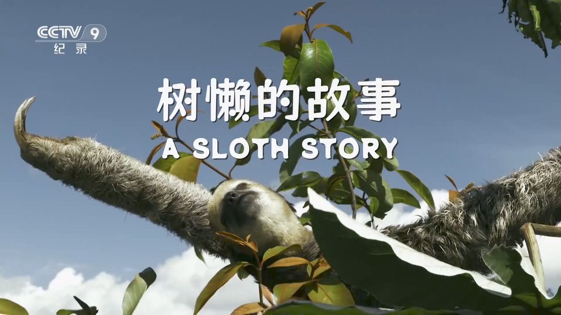 树懒的故事