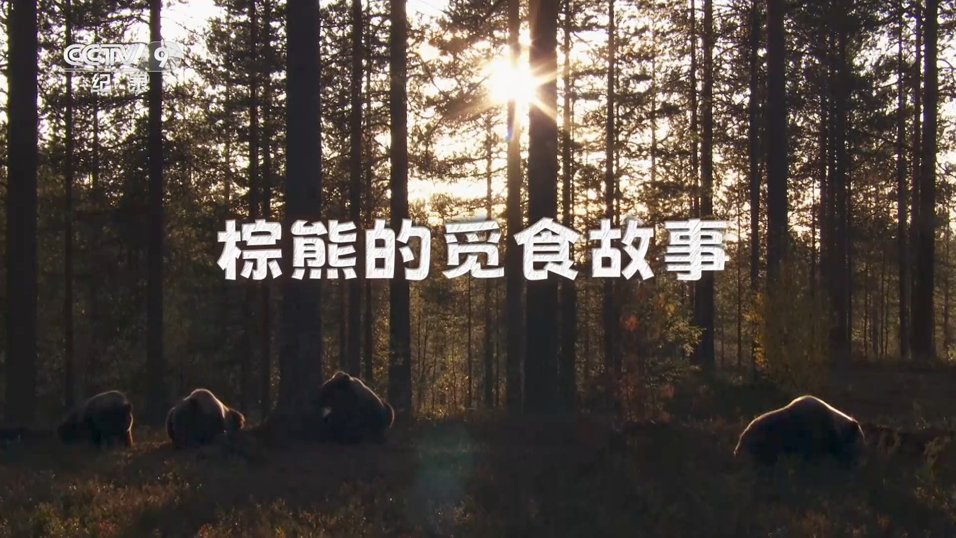 棕熊的觅食故事