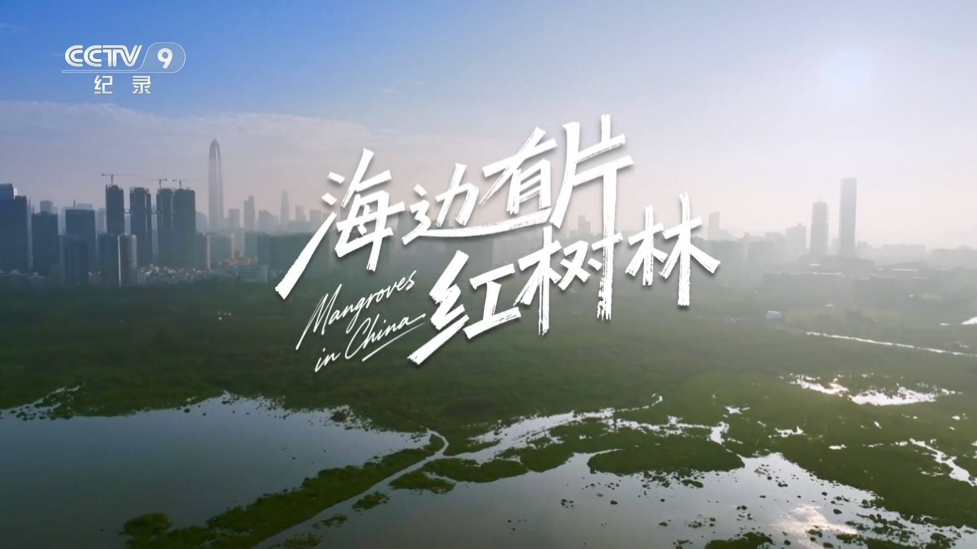 海边有片红树林