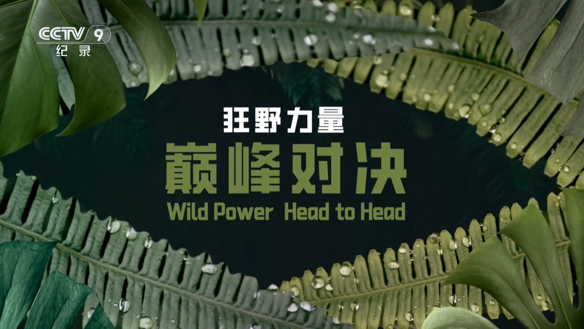 狂野力量：巅峰对决