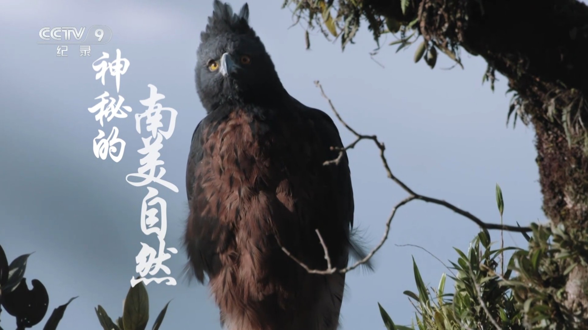 神秘的南美自然