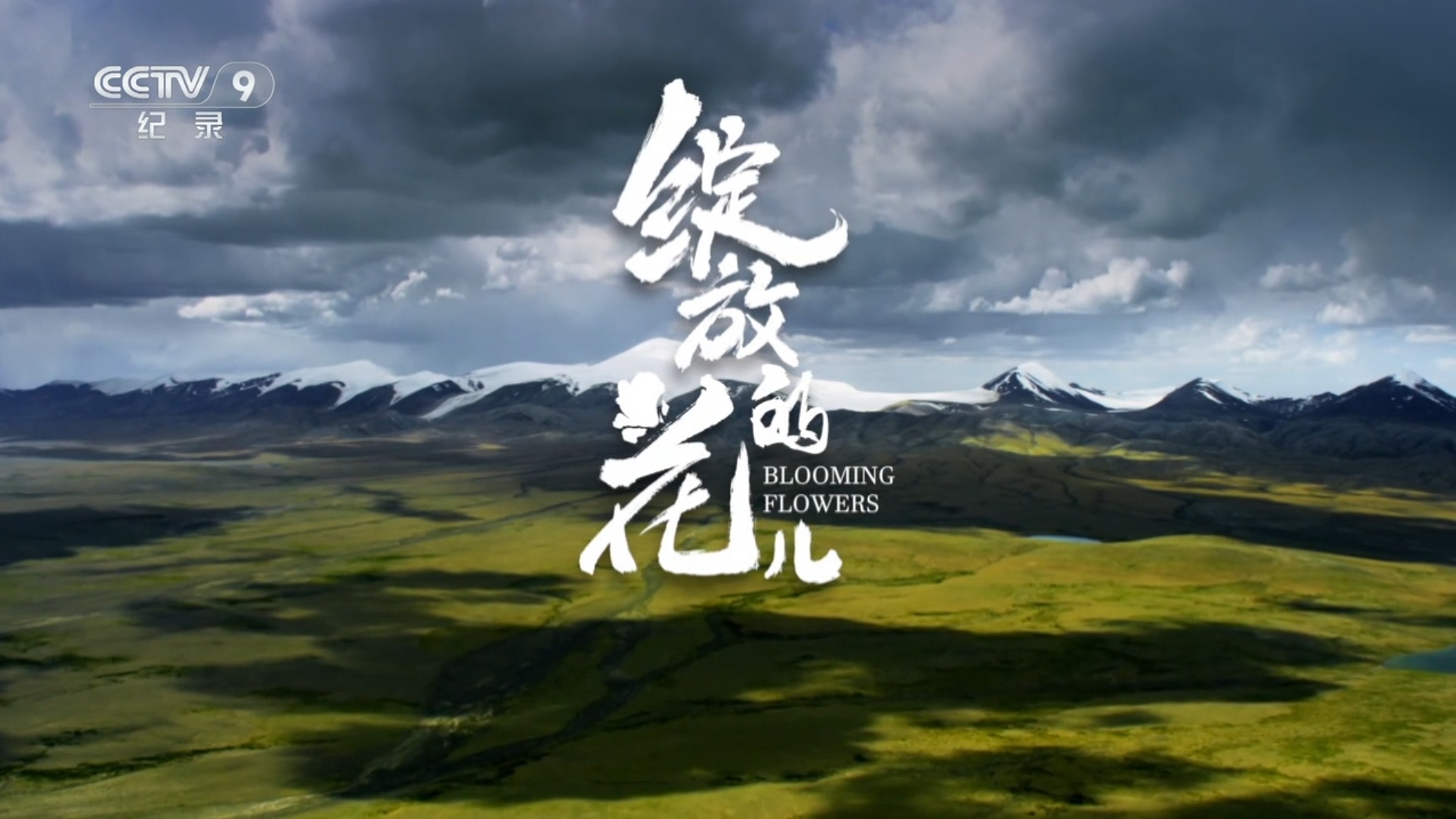 绽放的花儿