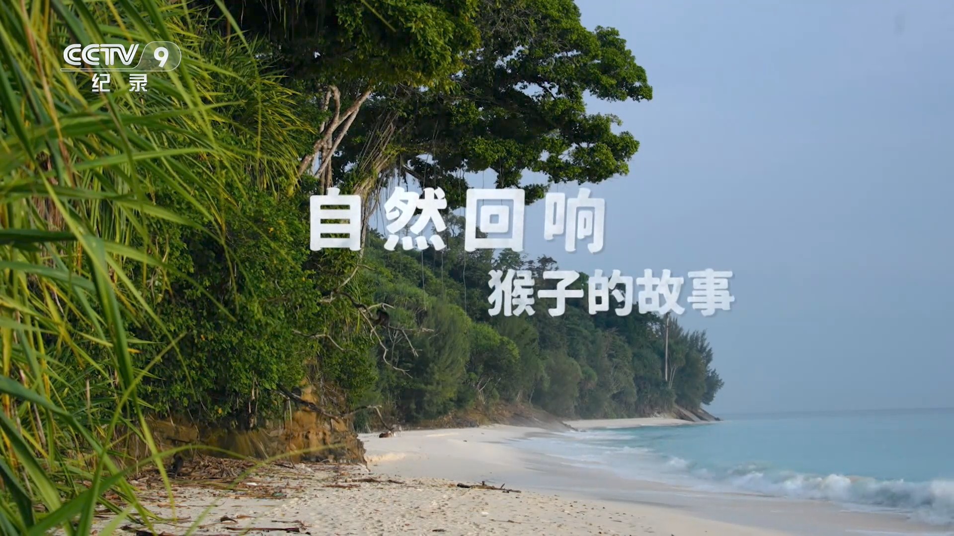 自然回响——猴子的故事