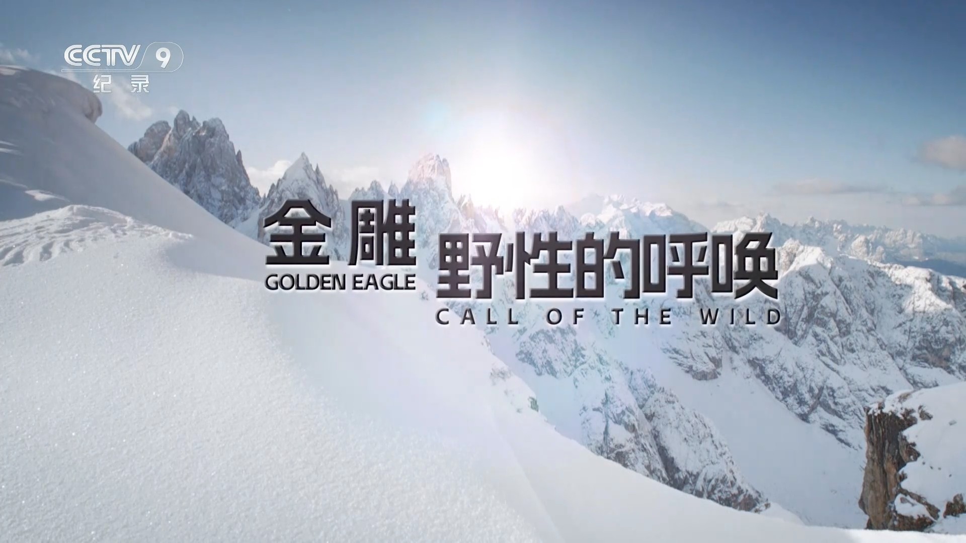 金雕——野性的呼唤