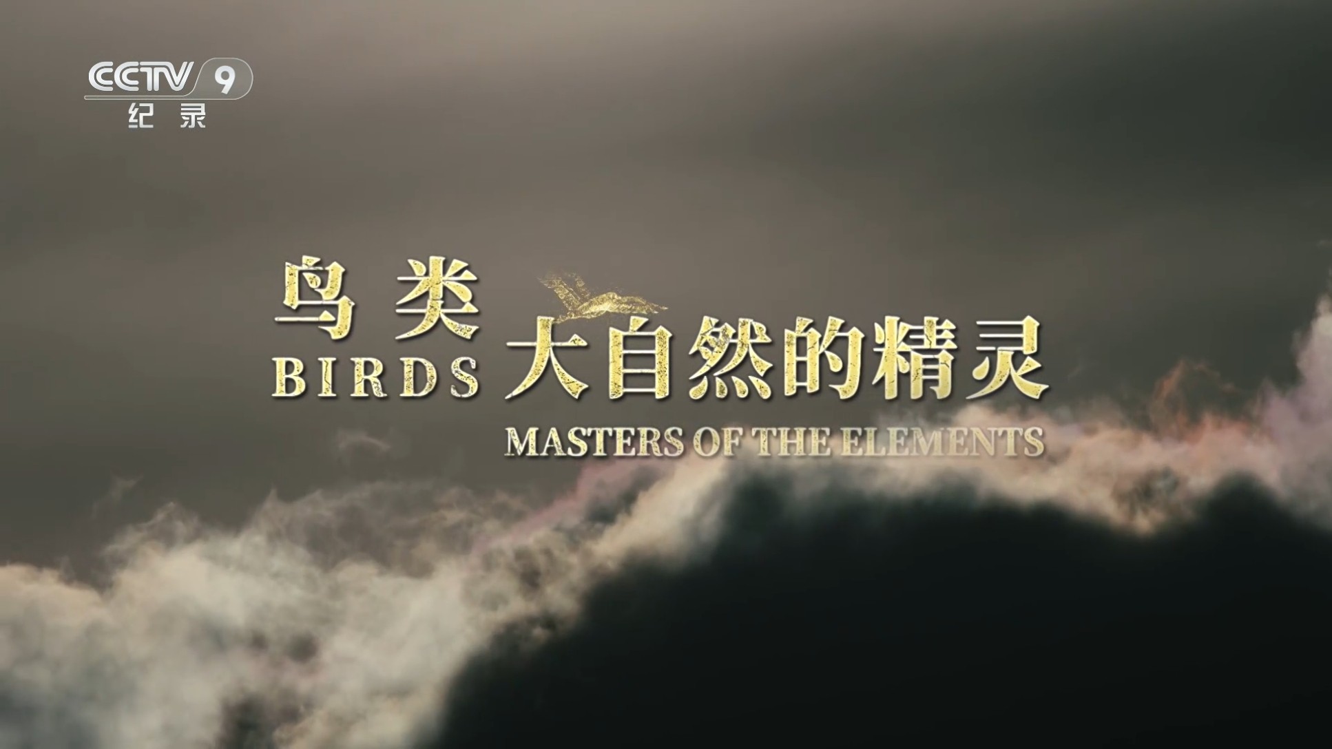 鸟类——大自然的精灵